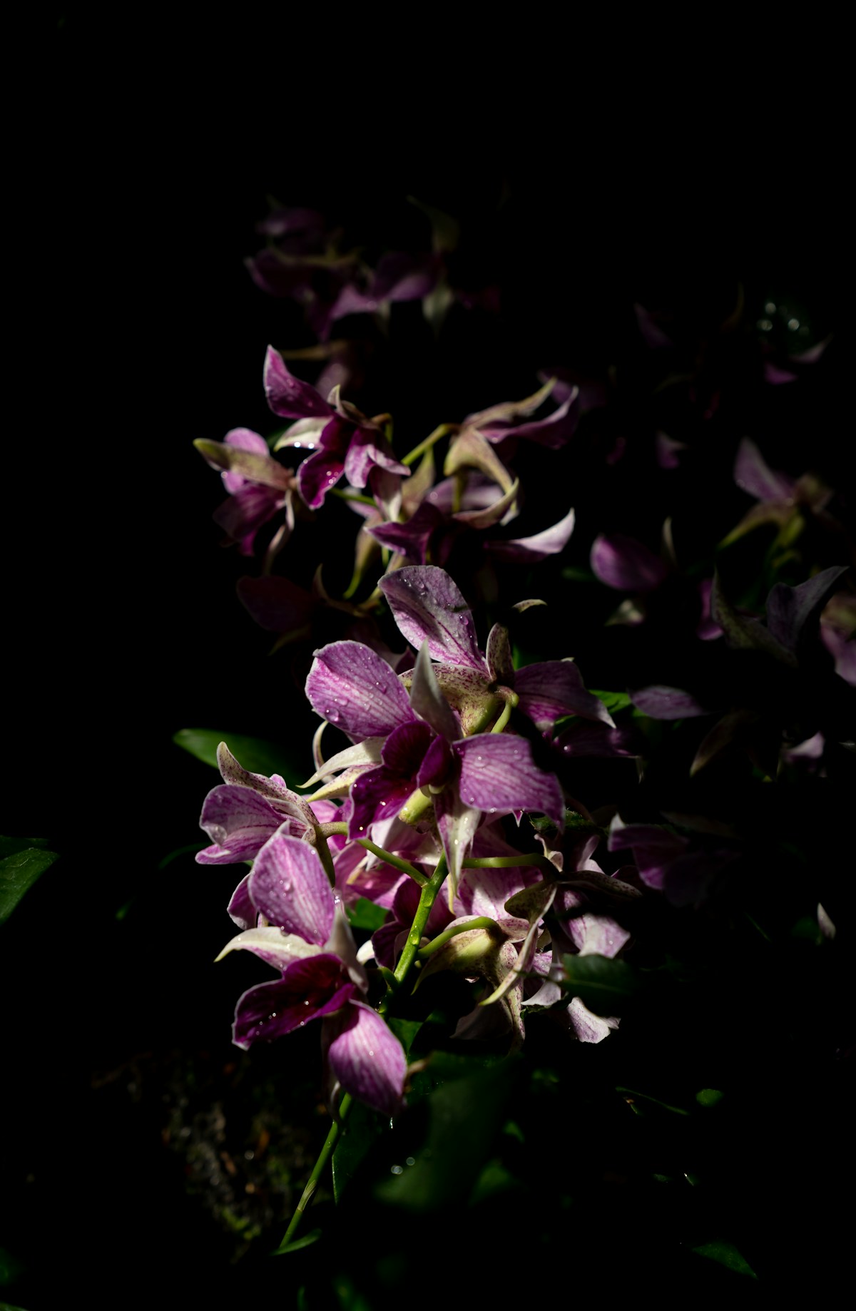 Die Blüte einer Blume, soll einen Akzent auf der Website setzen. Sie deutet auch auf die Zielgruppe der Garten- und Landschaftsbauer hin.